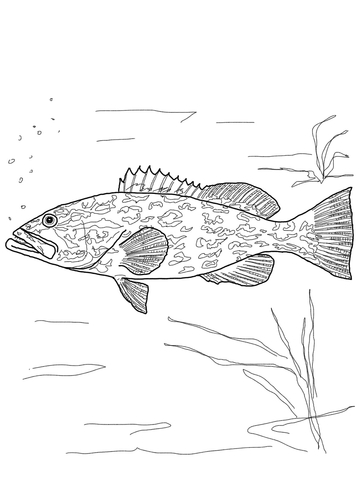 Gag Grouper Coloring Page